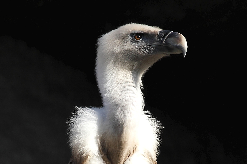 Griffon Vulture (Photo: Zoltán Orbán).