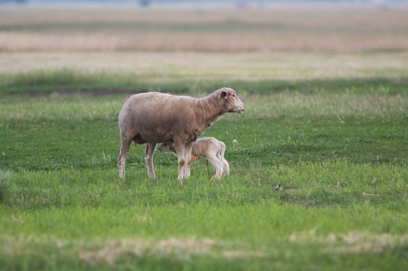 Ma született bárány (Fotó: Golen Gerhárd)