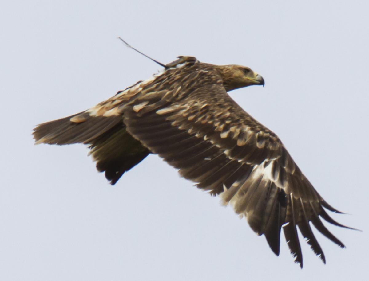 Gabi the tagged Imperial Eagle in Pantelleria 