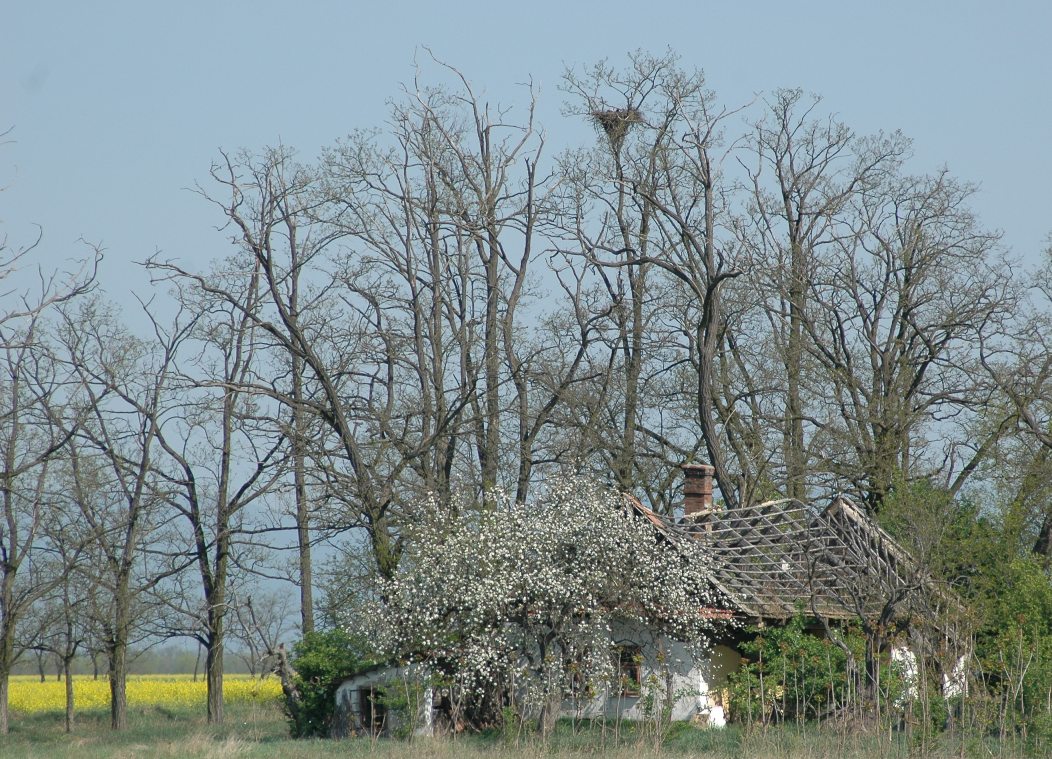 Elhagyott tanyák körüli facsoportokat gyakran választanak fészkelőhelyül a parlagi sasok (Fotó: Horváth Márton)